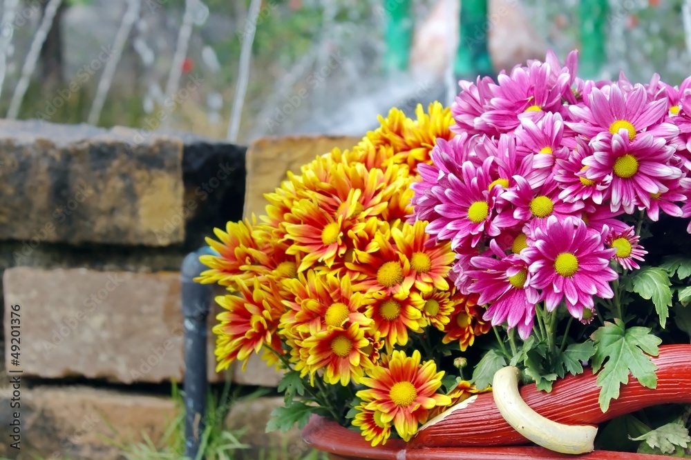 Bouquet of Chrysanthemum Bouquet of Chrysanthemum