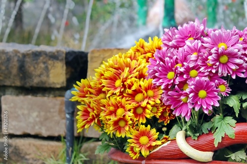 Bouquet of Chrysanthemum