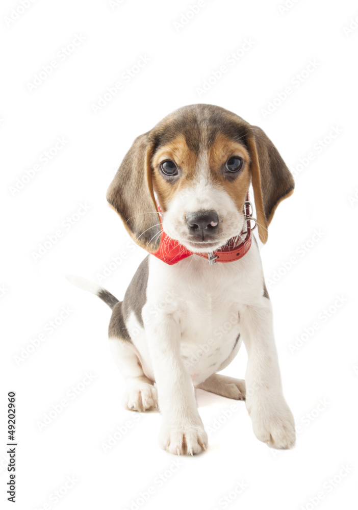 Jazz the beagle