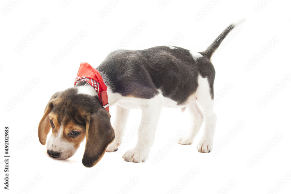 Jazz the beagle