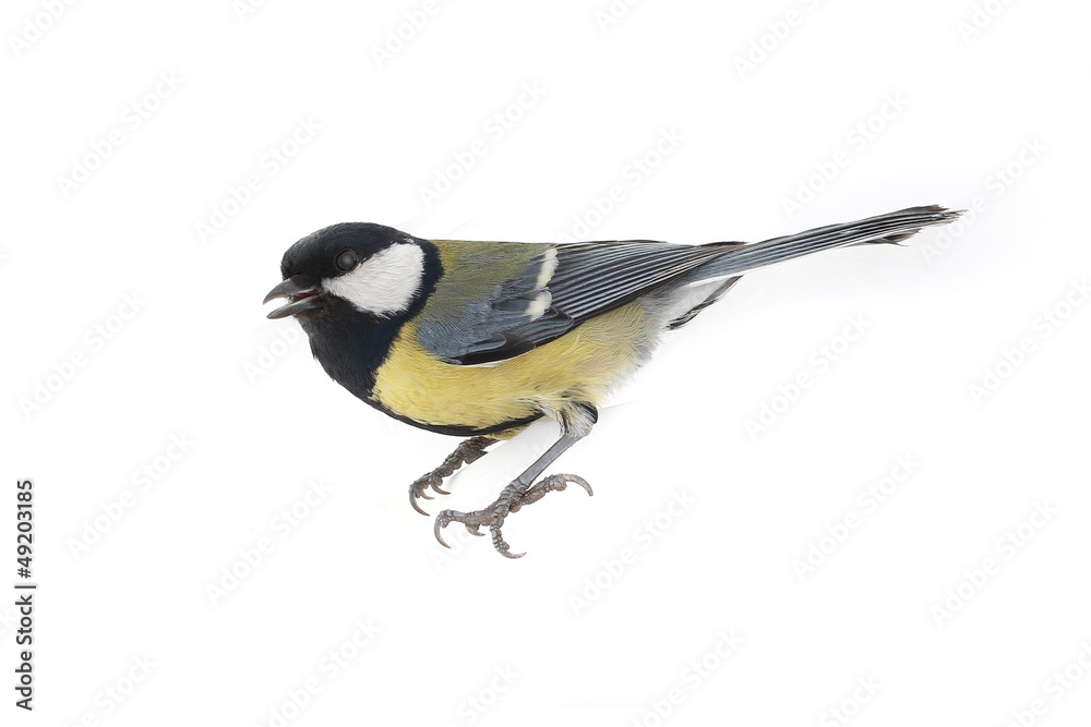 Fototapeta premium titmouse