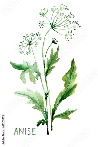 Watercolor illustration of Anise