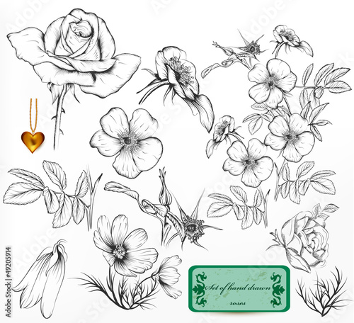 Collection of hand drawn roses for design