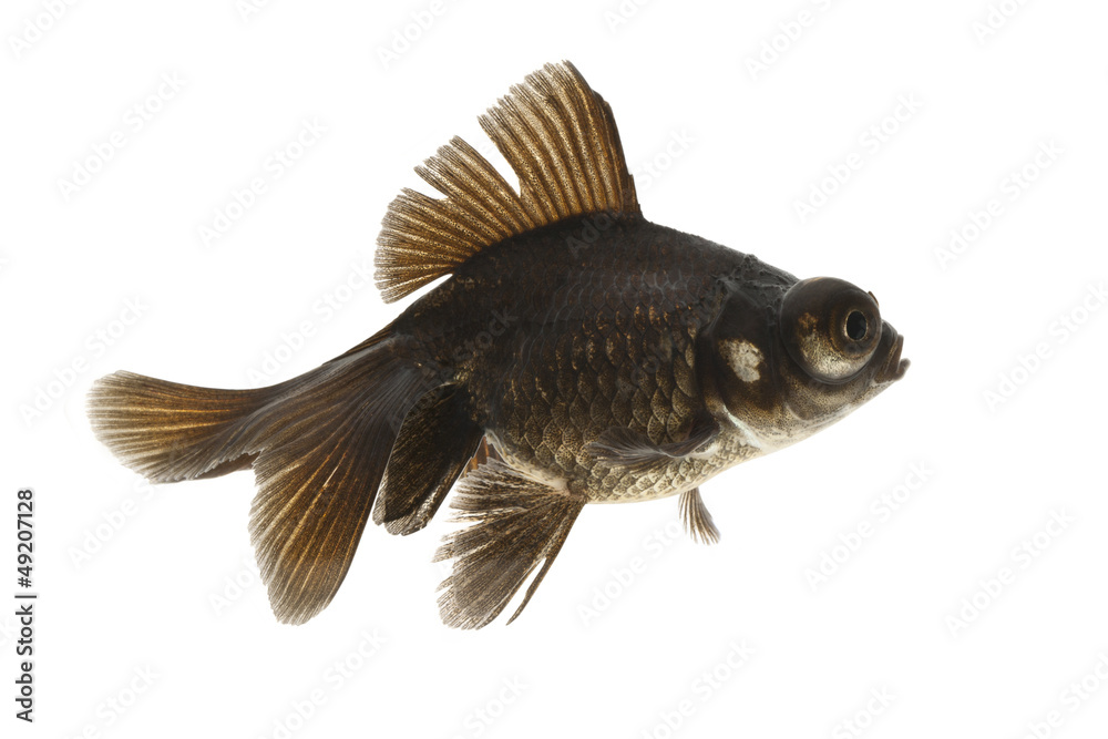 Fototapeta premium Black Goldfish