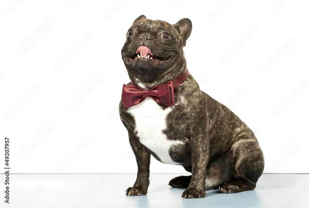 French bulldog with bow tie isolated on white