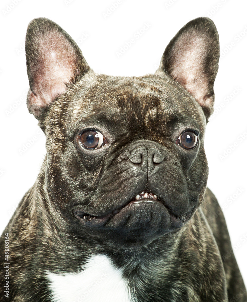 French bulldog portrait isolated on white French bulldog portrait isolated on white