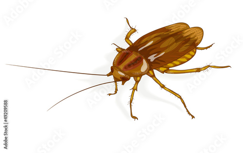 Cockroach. © grib_nick