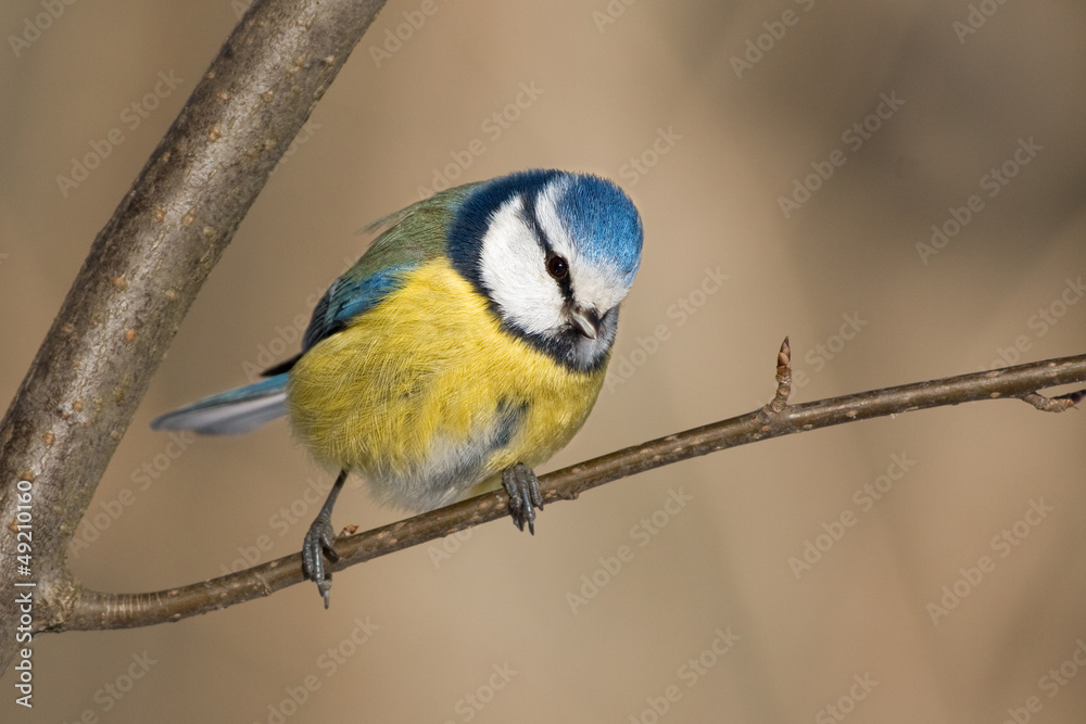 Obraz premium Blaumeise