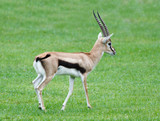 Thomsons Gazelle walking happily on the green grass filed