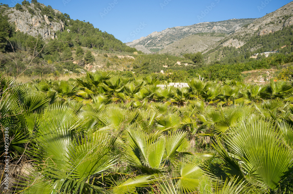 Fototapeta premium Palm tree plantation