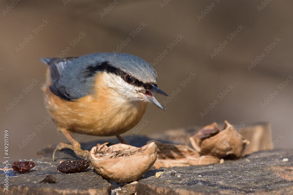 Naklejka premium Kleiber