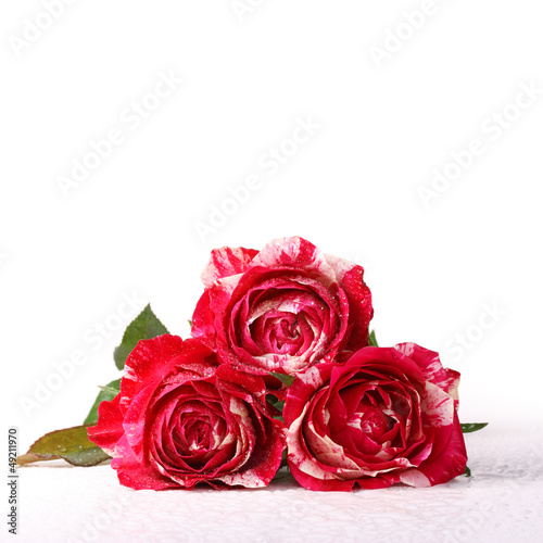 Wunderschöne Rosen mit Copyspace