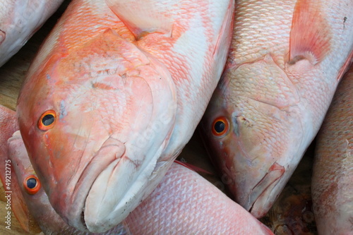Fresh mutton snappers fish photo