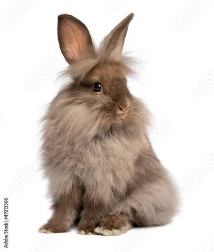 Fotografering A cute sitting chocolate lionhead bunny rabbit