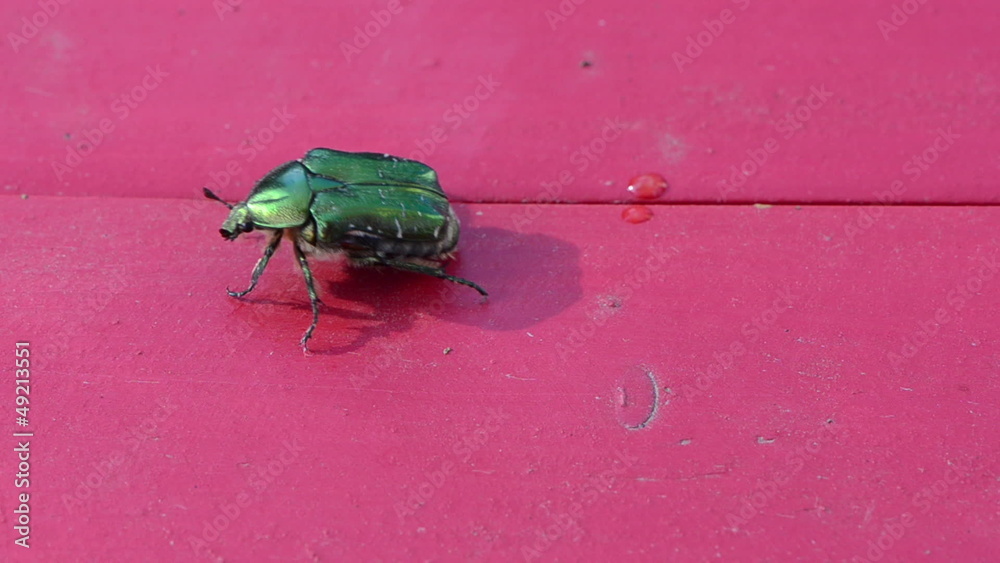 closeup rose chafer green bug on red wooden table fly