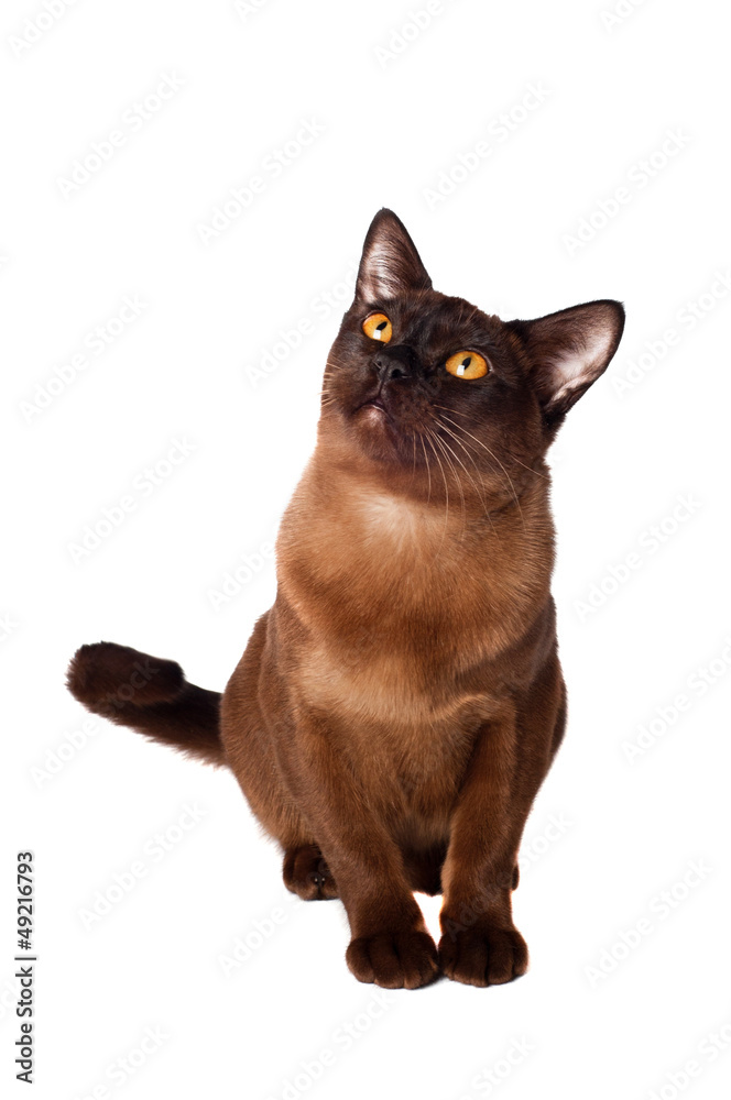 beautiful brown burmese cat beautiful brown burmese cat