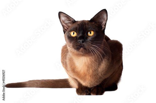 burmese cat resting