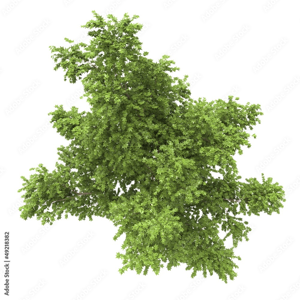 Arbre Arbre