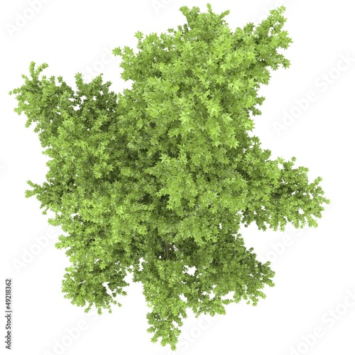 Arbre