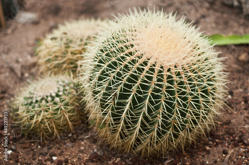 coussins de belle-m  re  Echinocactus grusonii 