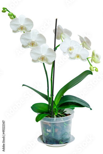 orchid isolated on white background