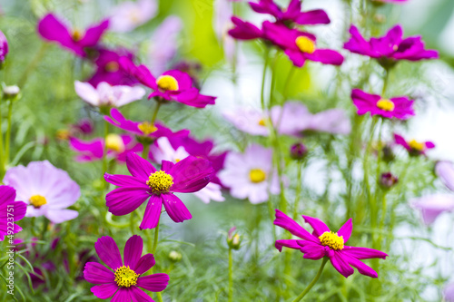 Zinnia flowers