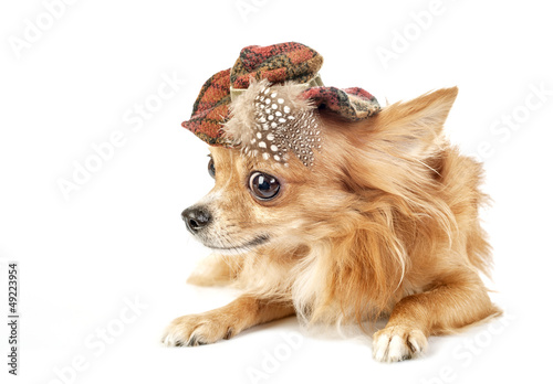 Fototapeta Naklejka Na Ścianę i Meble -  red Chihuahua dog wearing tartan hat decorated with feathers