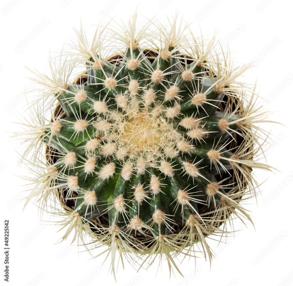 Cactus isolated on white Cactus isolated on white