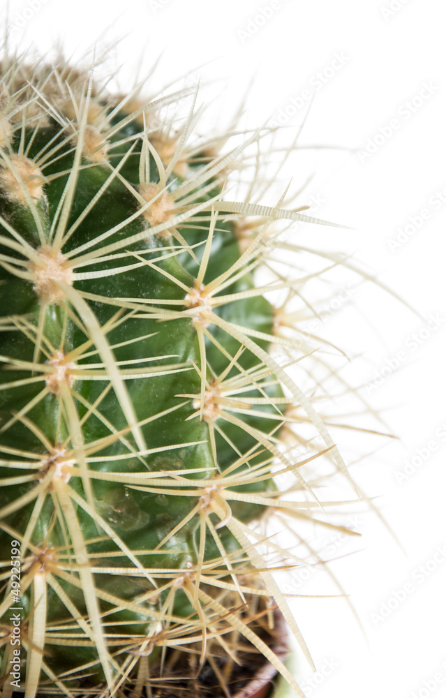 Cactus (macro shot) isolated on white Cactus (macro shot) isolated on white
