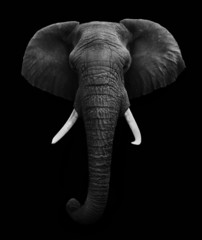 Papier peint photo Éléphant Éléphant d'Afrique sur fond blanc  © donvanstaden