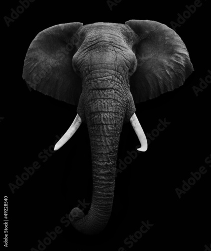 African Elephant isolated
