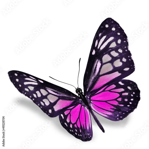 Pink Butterfly