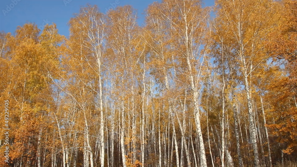 Birch forest on a sunny day. autumn Birch forest on a sunny day. autumn