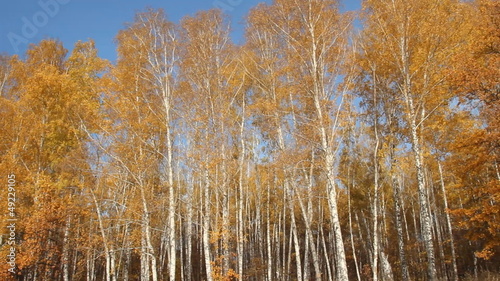 Wallpaper Mural Birch forest on a sunny day. autumn  Torontodigital.ca
