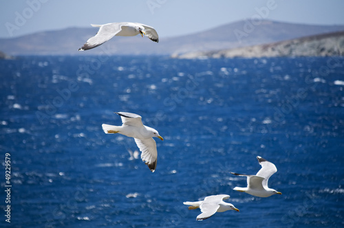 Seagulls in Greece