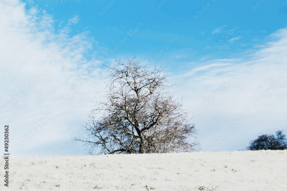 Fototapeta premium Nice winter landscape with trees and blue sky