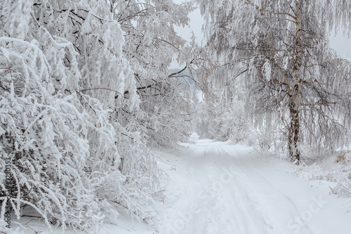 snowy trees in winter landscape and rural road