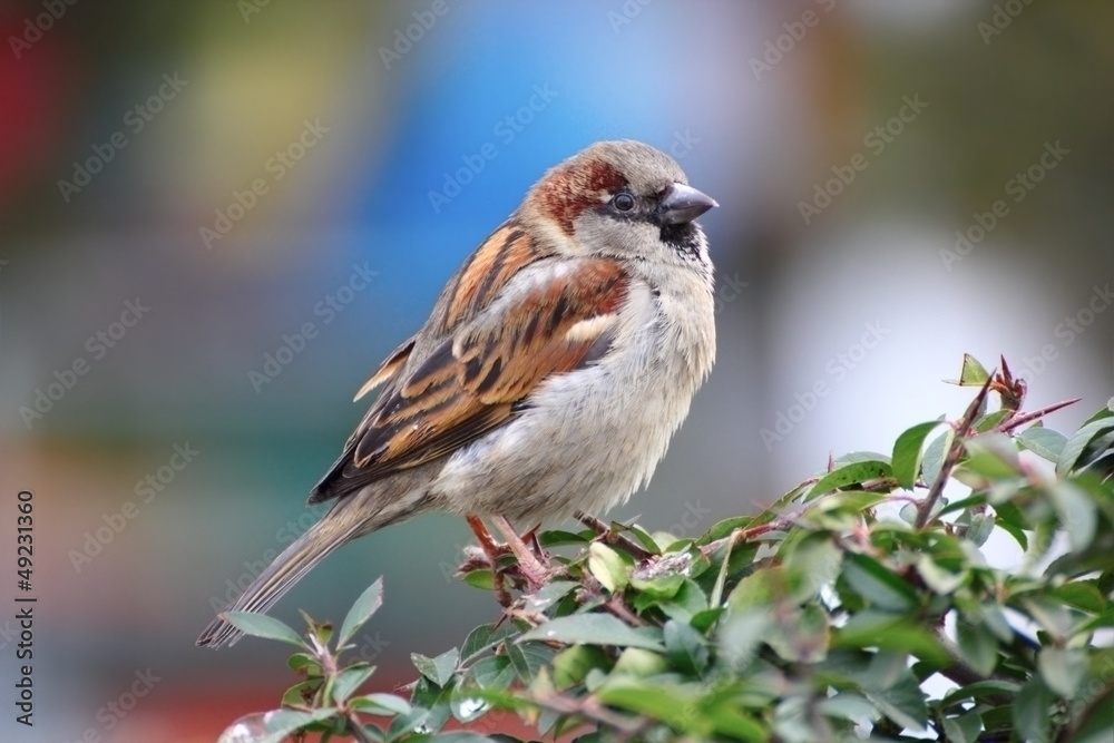 Fototapeta premium beautiful male sparrow