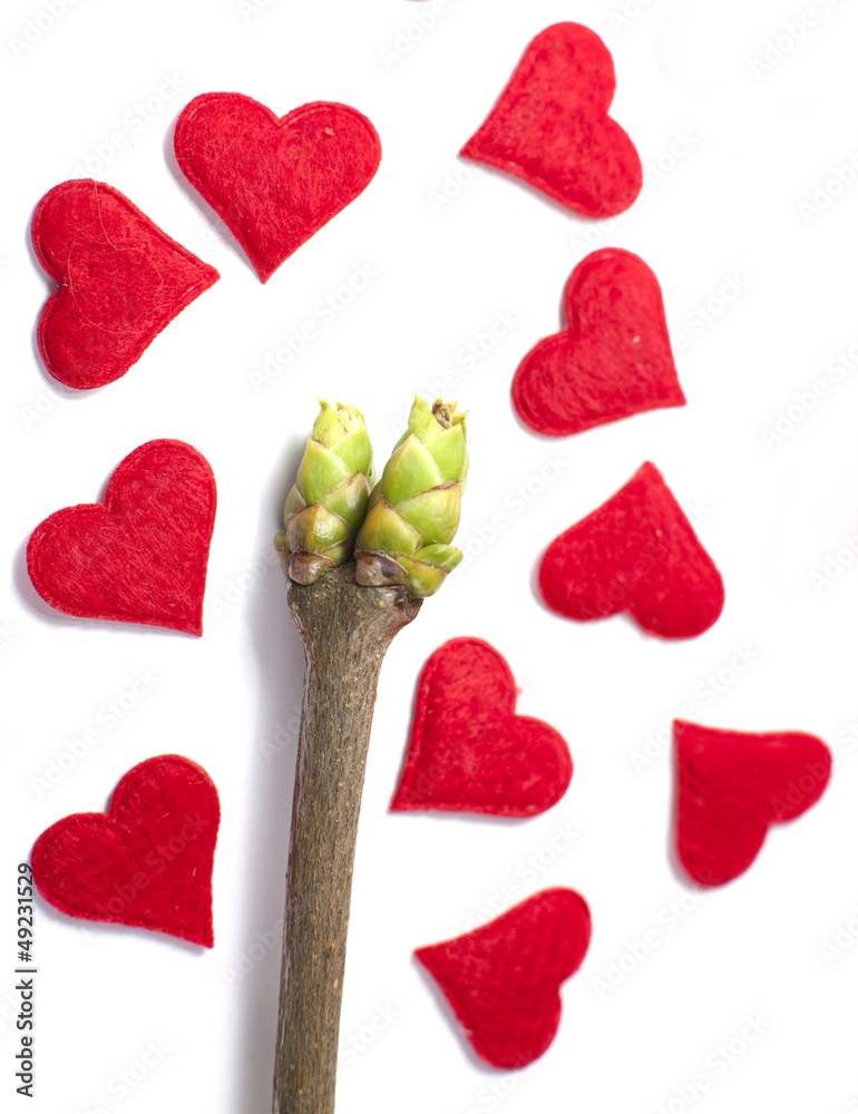 bourgeon coeur aimer le printemps bourgeon coeur aimer le printemps