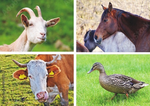 farm animals - collage
