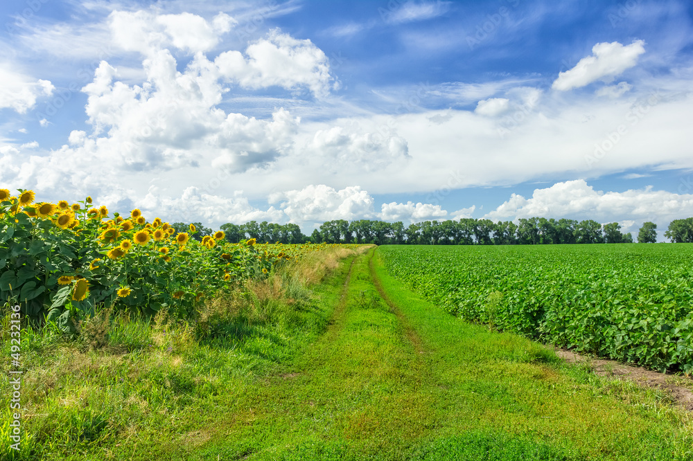 Fields