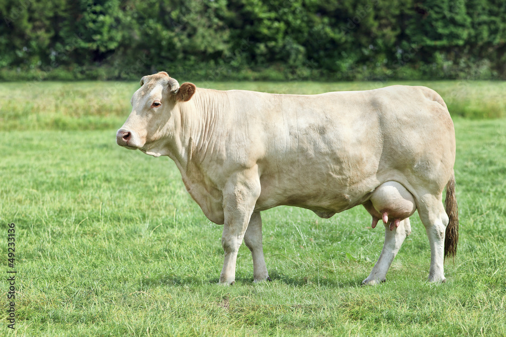 Blonde d'Aquitaine cow in a fresh green meadow