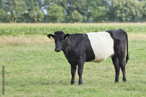 Dutch Lakenfelder calf in a green meadow