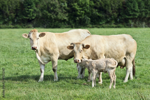 Blonde d Aquitaine cows and newborn calf in a green meadow