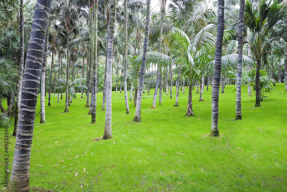 Fototapeta premium Green and bright forest