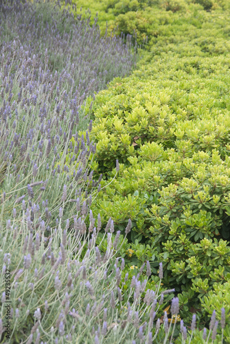 Flores de lavanda y plantas de pitosporum photo