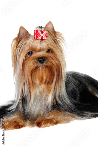 Yorkshire terrier dog in studio