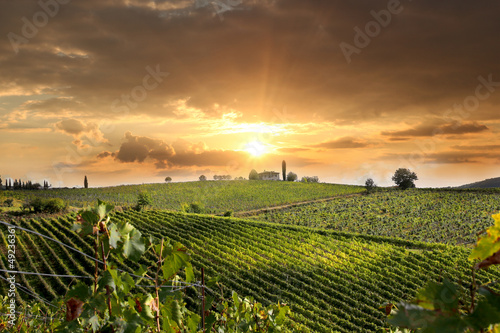 Fototapeta Naklejka Na Ścianę i Meble -  Chianti vineyard landscape in Tuscany, Italy