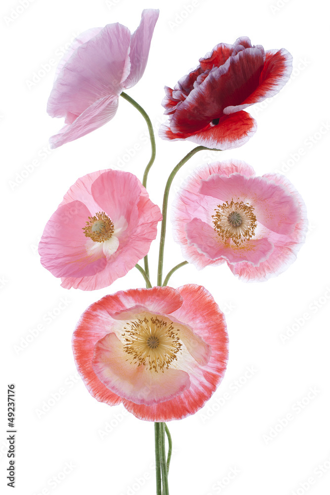 Fototapeta premium MAK