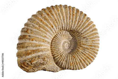 ammonites fossil